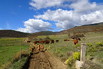 Seguimos por un camino que se dirige al noroeste. Atención con las vacas; es necesario no molestarlas.