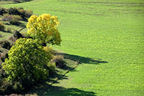 Fresnos en los márgenes de los campos.