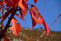 Hojas otoñales de cerezo.