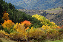 Pinar de pino silvestre en la cabecera del arroyo de la Casot.