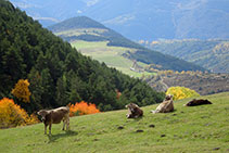 Vacas solazándose en el prado por el que bajaremos a continuación.