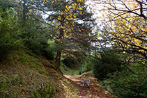 Entramos en el bosque de pino silvestre con boj y nogales plantados y asilvestrados.