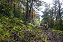 Tramo de camino por el bosque, muy agradable.