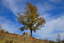 Vaca, ternero y fresno.