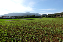 Campos de habas en Canet d´Adri.