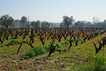 Cultivos de viñedo en Calonge.