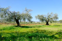 Campos de olivos y viñedo.