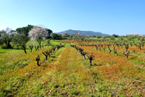 El paisaje de la llanura de Calonge.