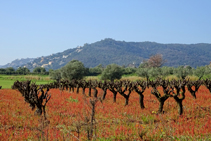 Calonge y el cultivo del viñedo.