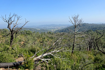 El bosque quemado del Puig Cargol.