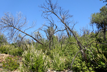 El sotobosque rebrota en el bosque quemado.