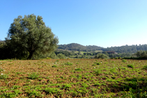 Paisaje agroforestal.