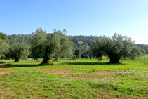 Olivos centenarios en Mas Ribot.