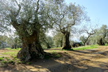 Olivos en Mas Ribot.