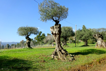 Olivos en el Mas Gil.