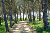 El pinar mediterráneo.