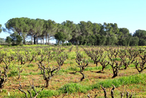 El paisaje de la llanura de Calonge.