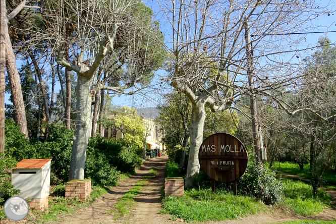 Puig Cargol y la llanura de Calonge 1 