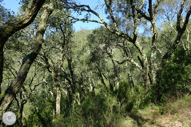 Puig Cargol y la llanura de Calonge 1 