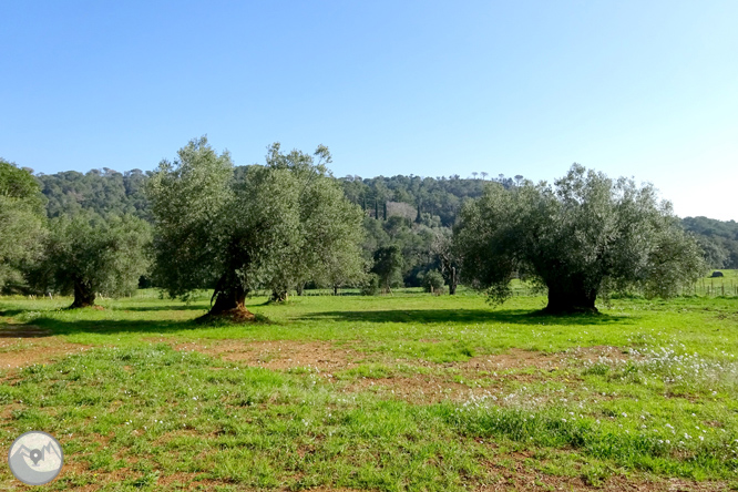 Puig Cargol y la llanura de Calonge 1 