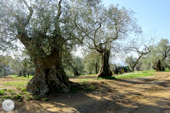 Puig Cargol y la llanura de Calonge 1 