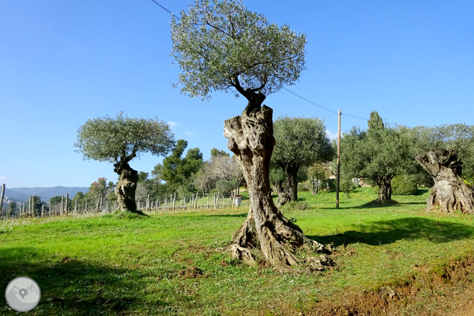 Puig Cargol y la llanura de Calonge 1 