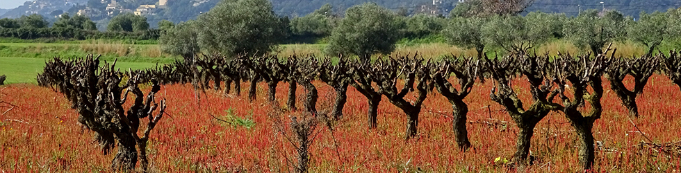 Puig Cargol y la llanura de Calonge