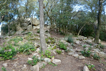 Restos del poblado ibérico del Puig de Cadiretes.
