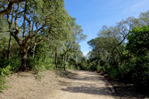 Bosque de alcornoques.