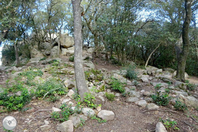 Puig de Cadiretes (519m) en la Ardenya 1 