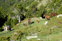 Grupo de caballos descansando en un pequeño claro entre enebros y pinos negros.