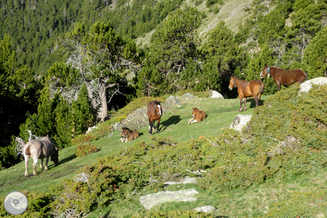 Puigpedrós (2.915m) por Engorgs desde el refugio de Malniu 1 