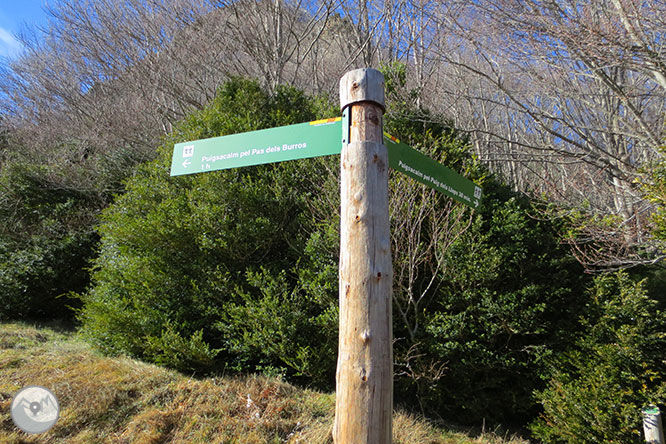 Puigsacalm (1.515m) y Puig dels Llops (1.486m) desde Joanetes 1 