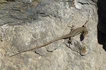 Lagartija tomando el sol.