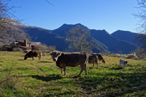 Rebaños de vacas pasturando en el Baell.