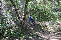 Sendero que se adentra en el bosque: es el camino que sube hacia la Roca del Corb.