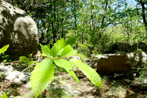 Bosques de castaño y bloques de granito.