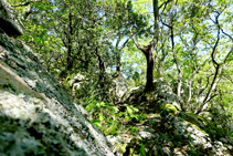 Entre robles y castaños.