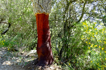 Corchos en el macizo de las Salines.