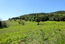 Helechales cerca de collado de Lli.