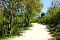 Camino de Les Illes al collado de Manrella.