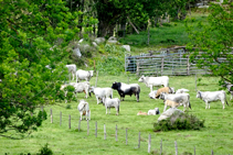 Rebaño de vacas en los pastos de Can Barris.