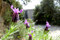 Tomillo borriquero, lavanda típica de tierras ácidas.