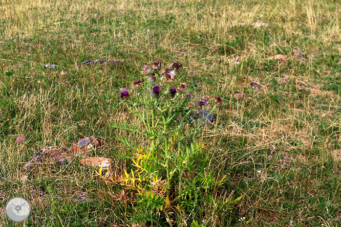 Ruta de la fauna de Senet 1 