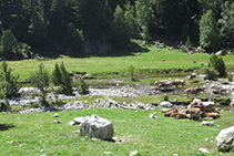 Rebaño de vacas pastando en el Planell de Sant Esperit.