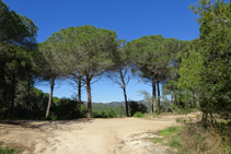 La pineda en Lloret de Mar.