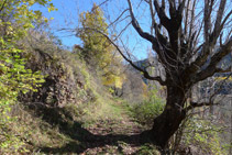 Durante el itinerario nos encontramos robles, olmos, alnos, arces,... y otras especies típicas de la vegetación de media montaña.