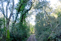 Alcornoques cerca del arroyo de Becdejuvell.