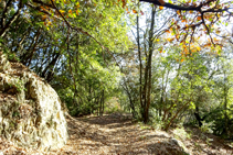 Robledal en las faldas de Puigdefrou.