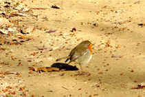 Petirrojo en el Serrat de la Palomera.